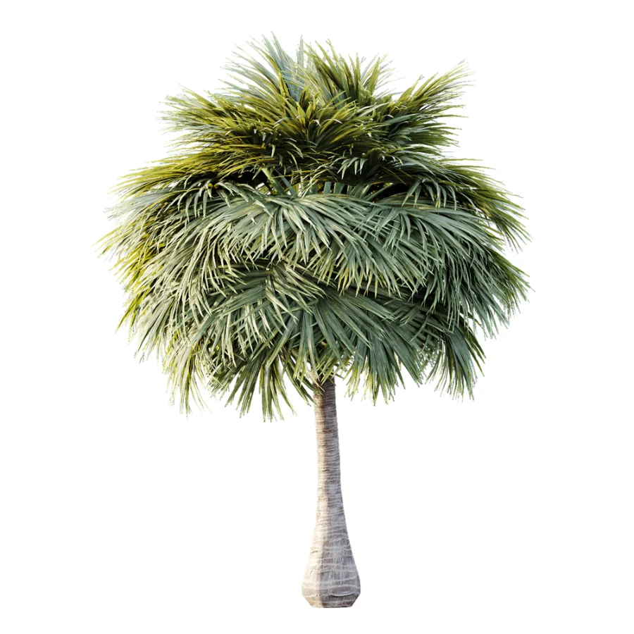 AV Plant Borassus Flabellifer 6 Palm Tree 03 - Image 6