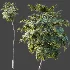 AV Plant Borassus Flabellifer Palm Tree 01 - Thumbnail 6