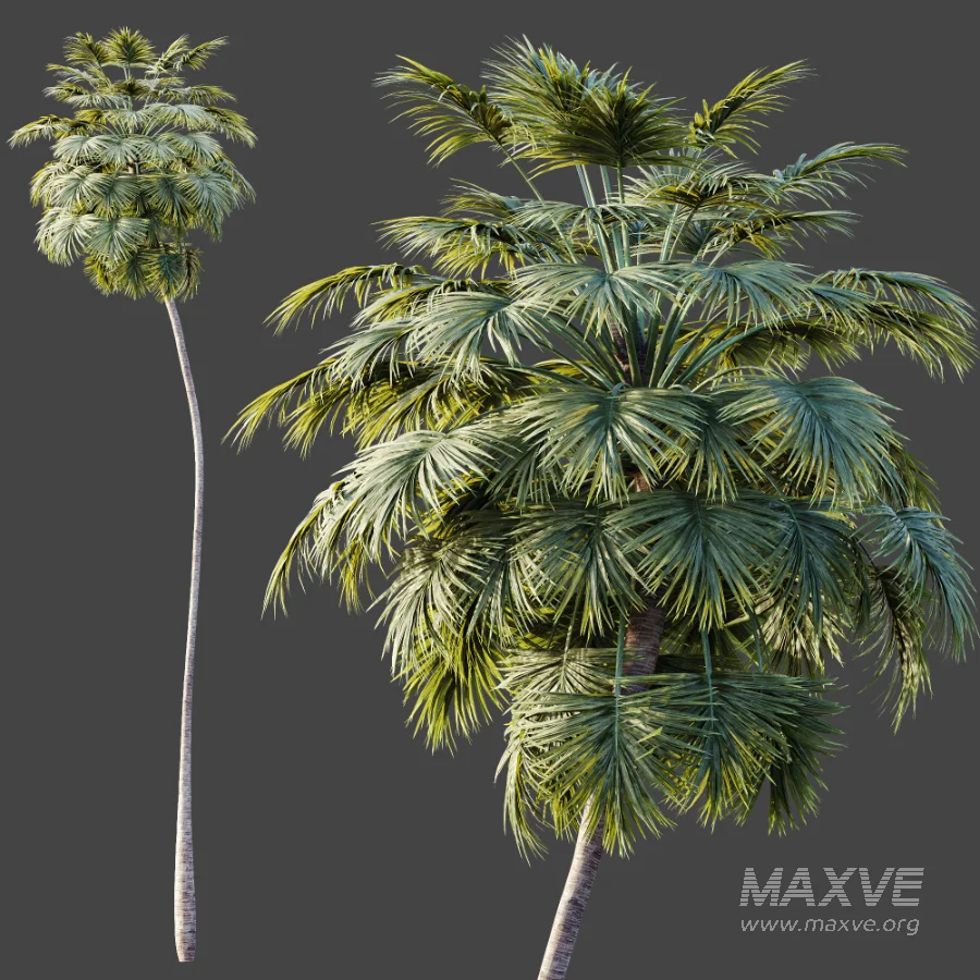AV Plant Borassus Flabellifer Palm Tree 01 - Image 6
