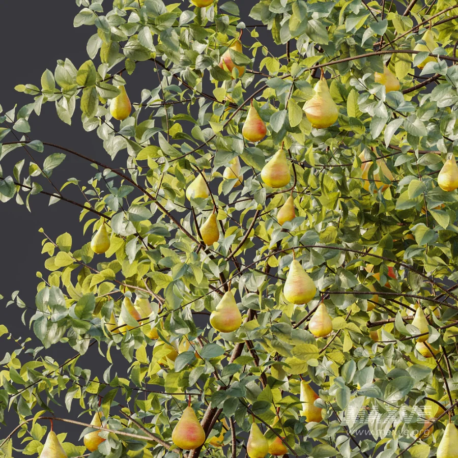 AV Plant Pear Pyrus Communis Fruit Tree 01 - Image 10