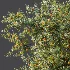 AV Plant Armeniaca Vulgaris Prunus Fruit Tree 01 - Thumbnail 6