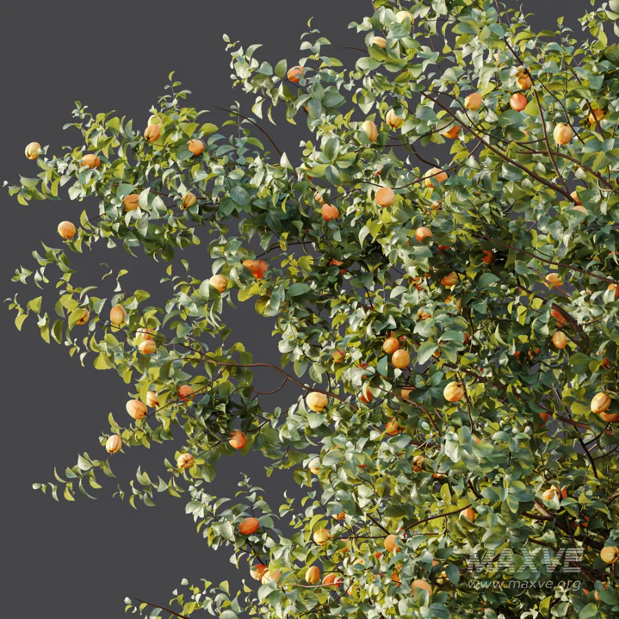 AV Plant Armeniaca Vulgaris Prunus Fruit Tree 01 - Image 6