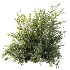 AV Plant Bush Common Broom Cytisus Scoparius 02 - Thumbnail 1