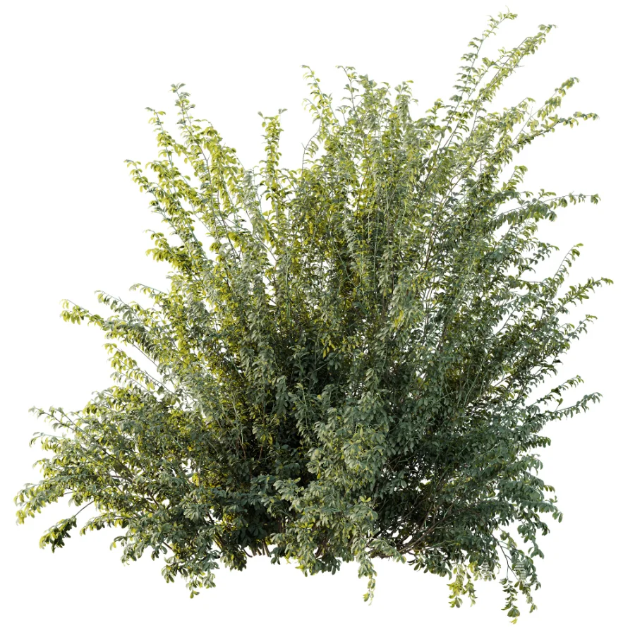 AV Plant Bush Common Broom Cytisus Scoparius 02 - Image 1
