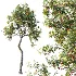 AV Plant Crataegus Pinnatifida Hawthorn Fruit Tree 01 - Thumbnail 1