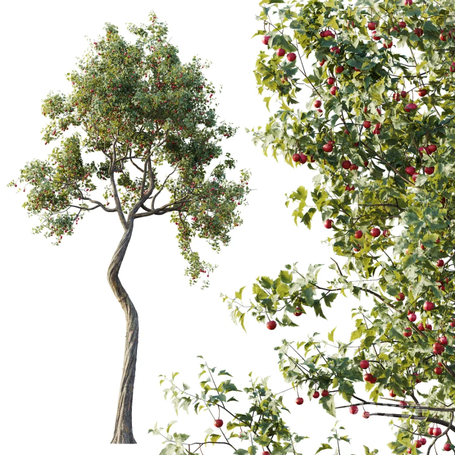 AV Plant Crataegus Pinnatifida Hawthorn Fruit Tree 01 - Image 1