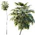 AV Plant Borassus Flabellifer Palm Tree 01 - Thumbnail 2