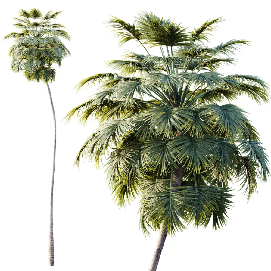 AV Plant Borassus Flabellifer Palm Tree 01 - Image 2