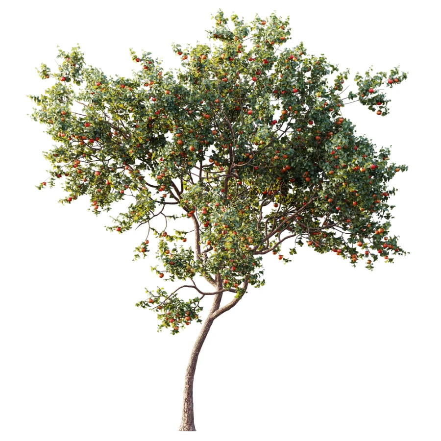 AV Plant Diospyros Kaki Persimmon Fruit Tree 01 - Image 2