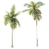 AV Plant Cocos Nucifera Palm Tree 01 - Thumbnail 2