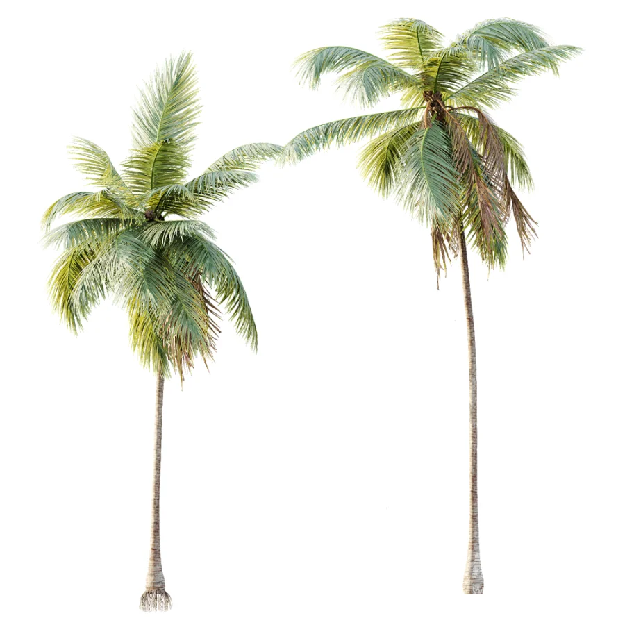 AV Plant Cocos Nucifera Palm Tree 01 - Image 2