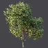 AV Plant Citrus Meyer Lemon Fruit Tree 01 - Thumbnail 8