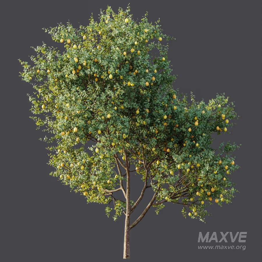 AV Plant Citrus Meyer Lemon Fruit Tree 01 - Image 8