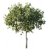 AV Plant Citrus Sinensis Orange Arancio Fruit Tree 01 - Thumbnail 3