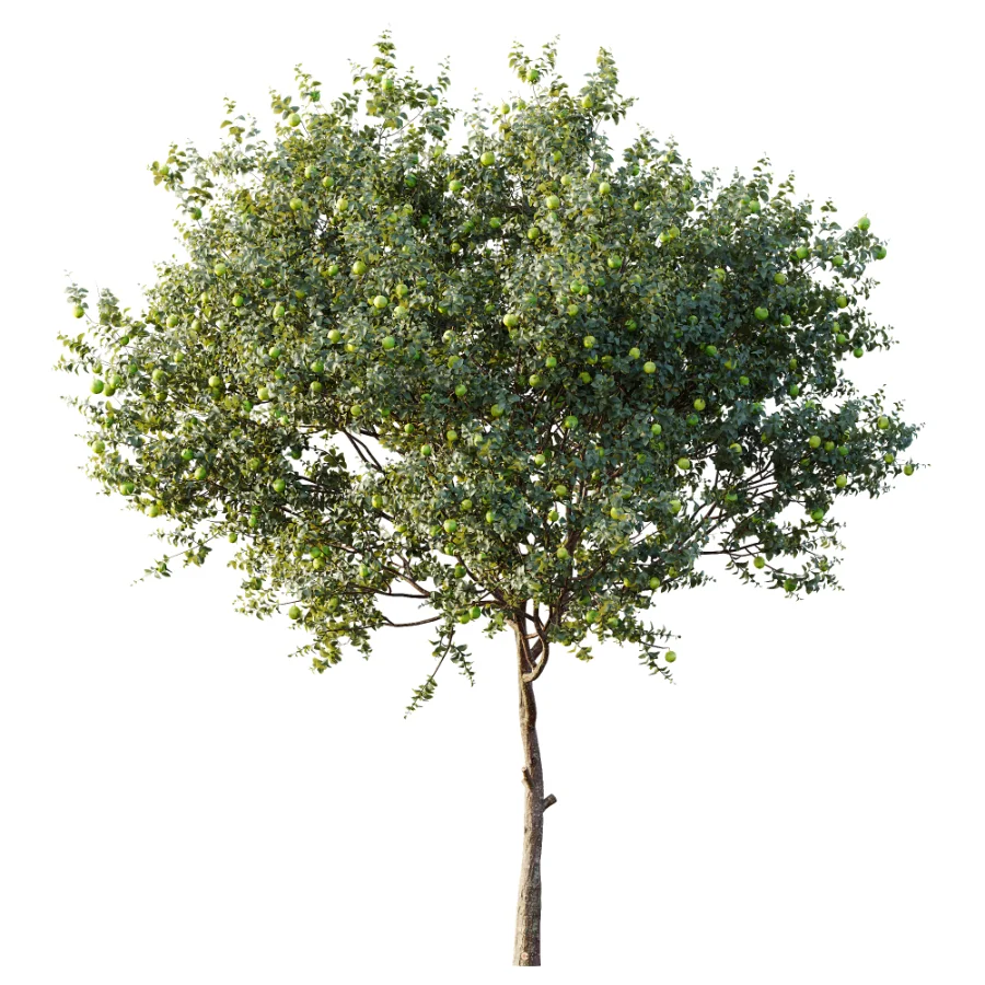 AV Plant Citrus Sinensis Orange Arancio Fruit Tree 01 - Image 3