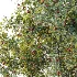 AV Plant Crataegus Pinnatifida Hawthorn Fruit Tree 01 - Thumbnail 3