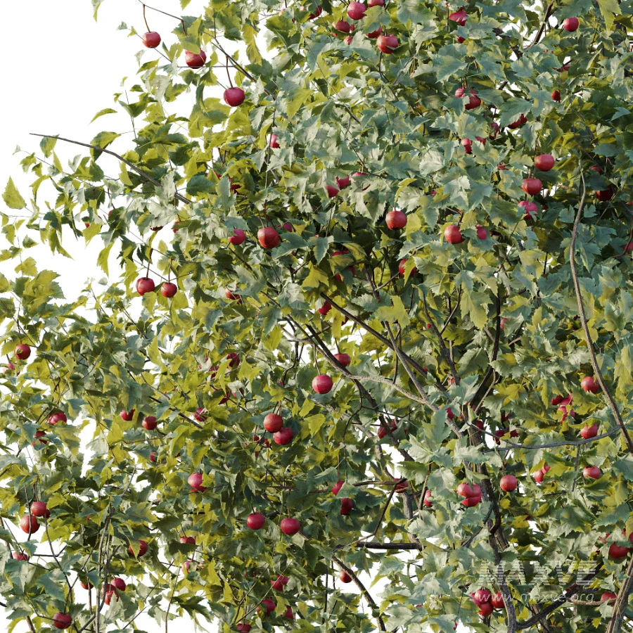 AV Plant Crataegus Pinnatifida Hawthorn Fruit Tree 01 - Image 3