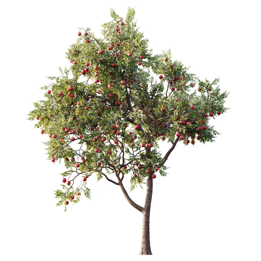 AV Plant Punica Granatum Pomegranate Fruit Tree 01 - Image 2