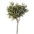 AV Plant Citrus Sinensis Orange Arancio Fruit Tree 01 - Thumbnail 1