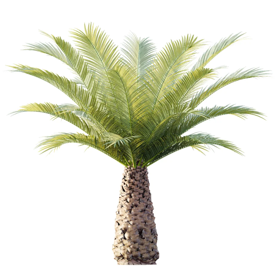 AV Plant Phoenix Canariensis Palm Tree 03 - Image 3