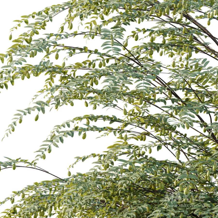 AV Plant Ziziphus Jujuba Chinesische Dattel Fruit Tree 01 - Image 5