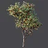 AV Plant Malus Pumila Apple Red Fruit Tree 01 - Thumbnail 5