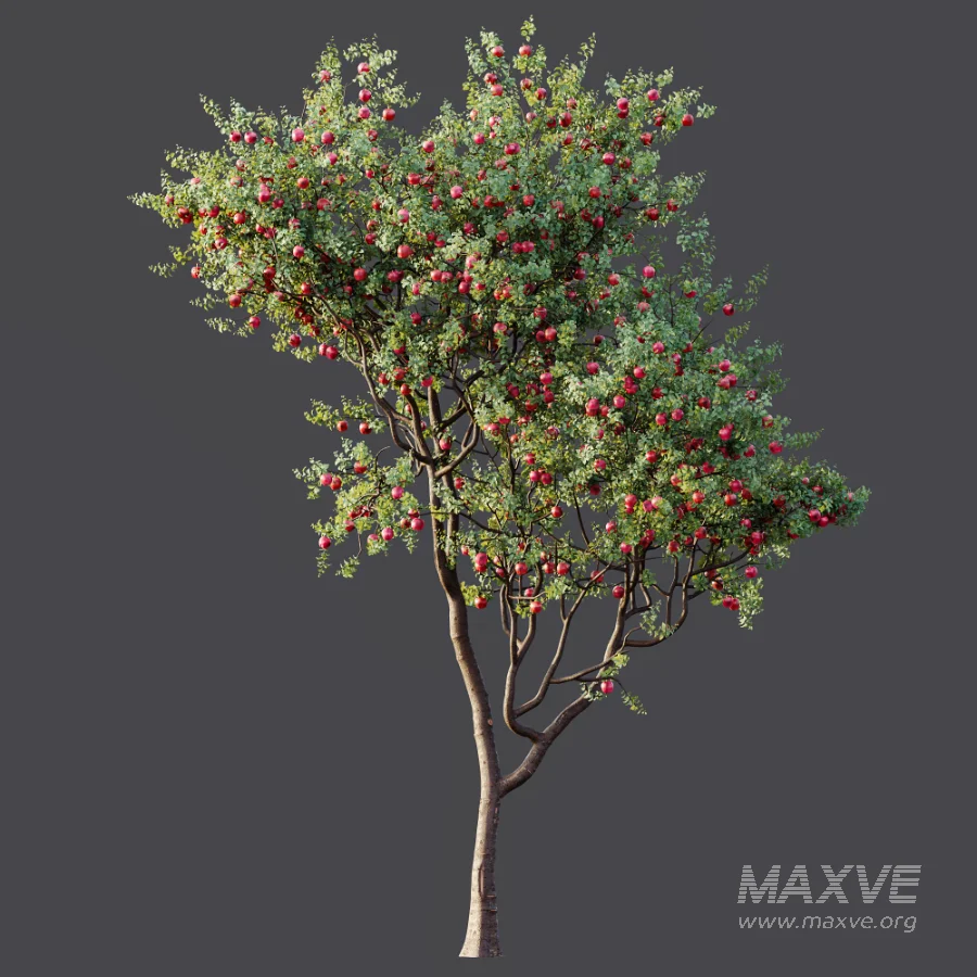 AV Plant Malus Pumila Apple Red Fruit Tree 01 - Image 5