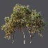 AV Plant Punica Granatum Pomegranate Fruit Tree 01 - Thumbnail 9