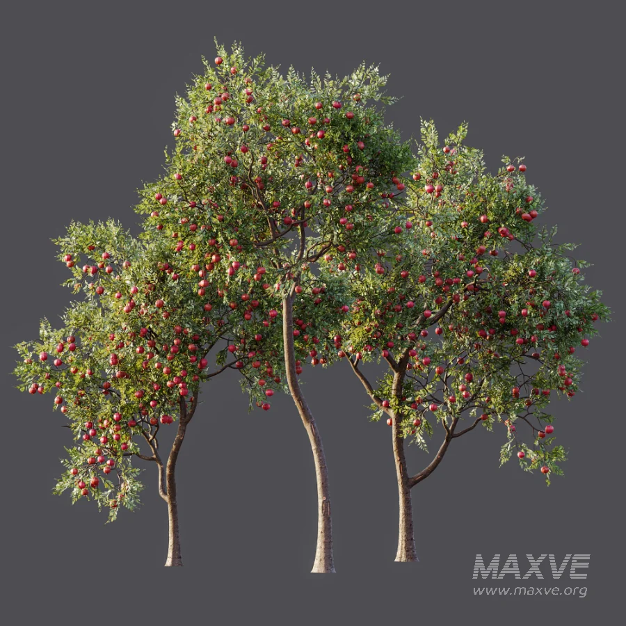 AV Plant Punica Granatum Pomegranate Fruit Tree 01 - Image 9