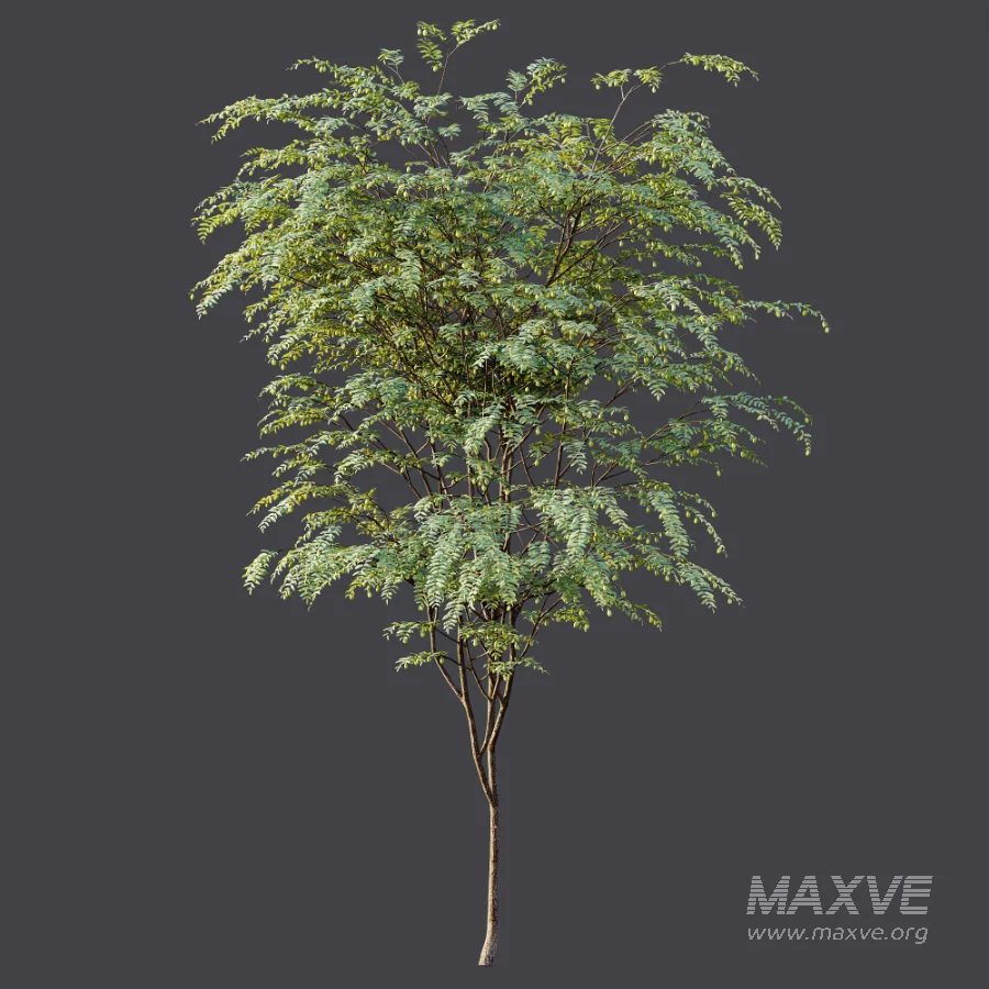 AV Plant Ziziphus Jujuba Chinesische Dattel Fruit Tree 01 - Image 8