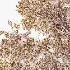 AV Plant Punica Granatum Pomegranate Fruit Tree 01 - Thumbnail 10