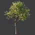 AV Plant Pear Pyrus Communis Fruit Tree 01 - Thumbnail 6