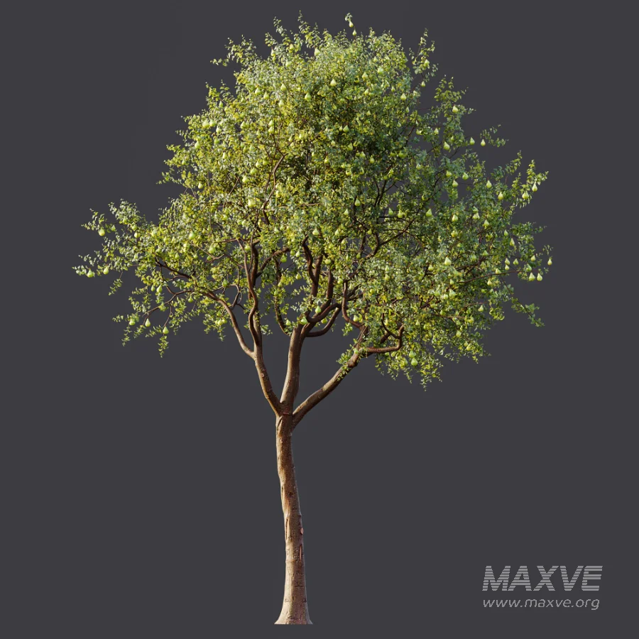 AV Plant Pear Pyrus Communis Fruit Tree 01 - Image 6