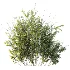 AV Plant Bush Common Broom Cytisus Scoparius 02 - Thumbnail 3