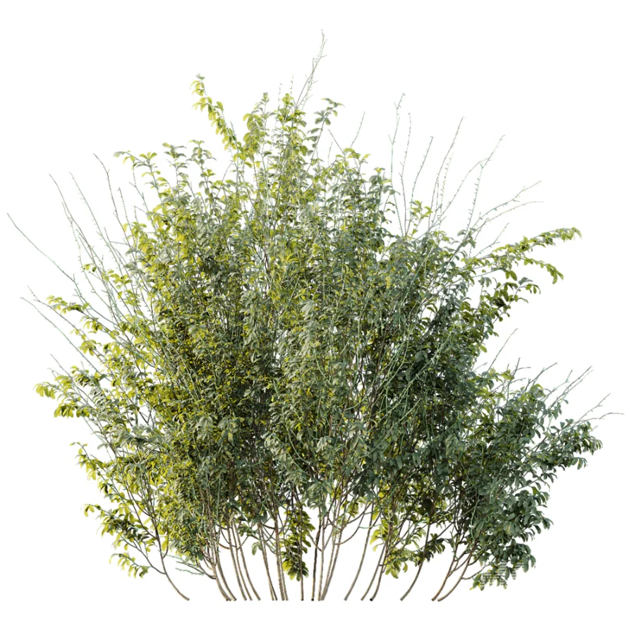 AV Plant Bush Common Broom Cytisus Scoparius 02 - Image 3