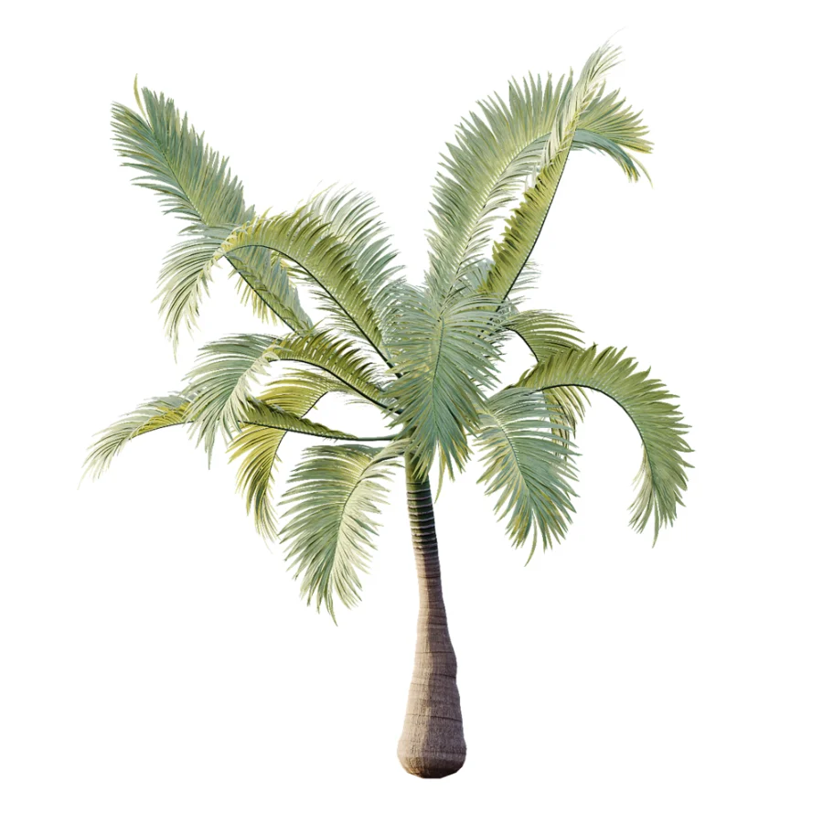 AV Plant Areca Catechu 6 Palm Trees 02 - Image 5