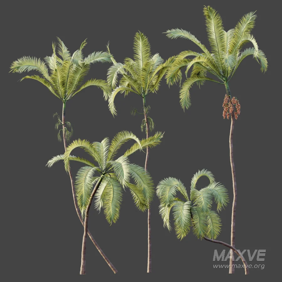 AV Plant Areca Catechu 6 Palm Trees 02 - Image 10