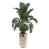 indoor-plant-016 - Thumbnail 2