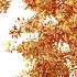 AV Plant Cerasus Pseudocerasus Cherry Fruit Tree 01 - Thumbnail 7