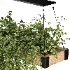 Hanging Plant 05 - Thumbnail 5