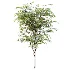 AV Plant Ziziphus Jujuba Chinesische Dattel Fruit Tree 01 - Thumbnail 2
