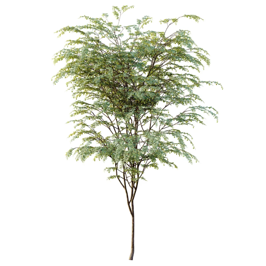 AV Plant Ziziphus Jujuba Chinesische Dattel Fruit Tree 01 - Image 2