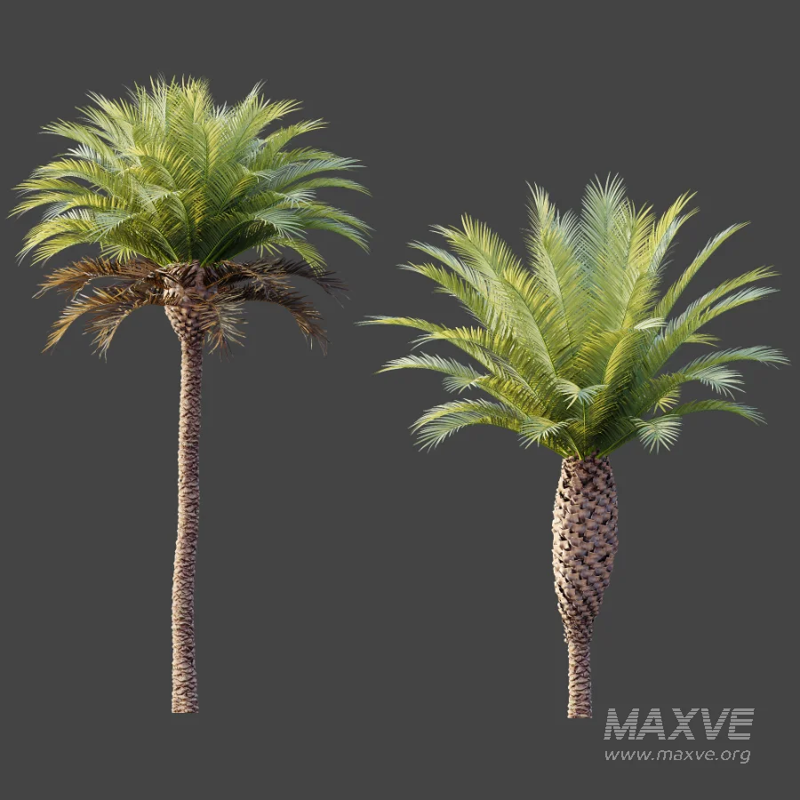 AV Plant Phoenix Canariensis Palm Tree 03 - Image 6