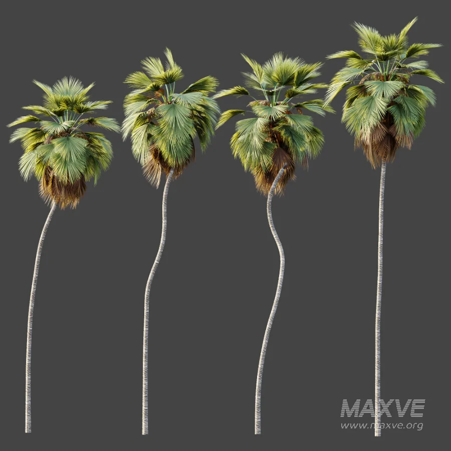 AV Plant Pritchardia Pacifica Palm Tree 01 - Image 5