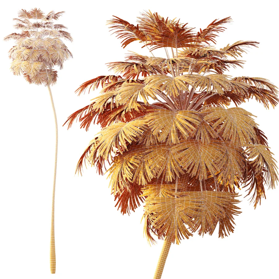 AV Plant Borassus Flabellifer Palm Tree 01 - Image 8