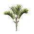 AV Plant Cyrtostachys Renda Palm Tree 03 - Thumbnail 5