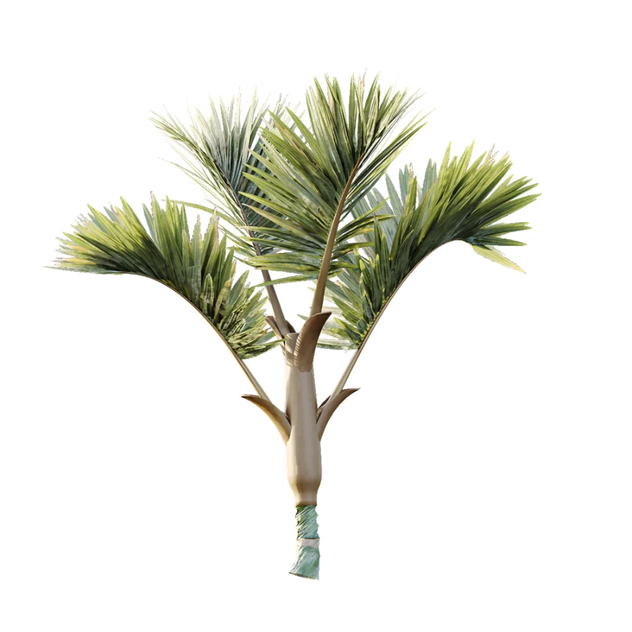 AV Plant Cyrtostachys Renda Palm Tree 03 - Image 5