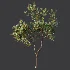 AV Plant Cerasus Pseudocerasus Cherry Fruit Tree 01 - Thumbnail 4