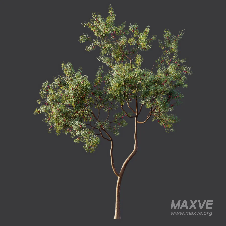 AV Plant Cerasus Pseudocerasus Cherry Fruit Tree 01 - Image 4