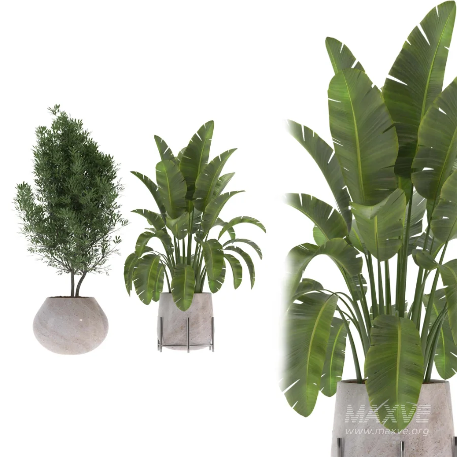 indoor-plant-013 - Image 1
